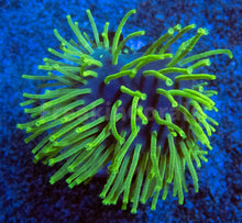 Load image into Gallery viewer, Fluor Green Long Polyp Sarcophyton