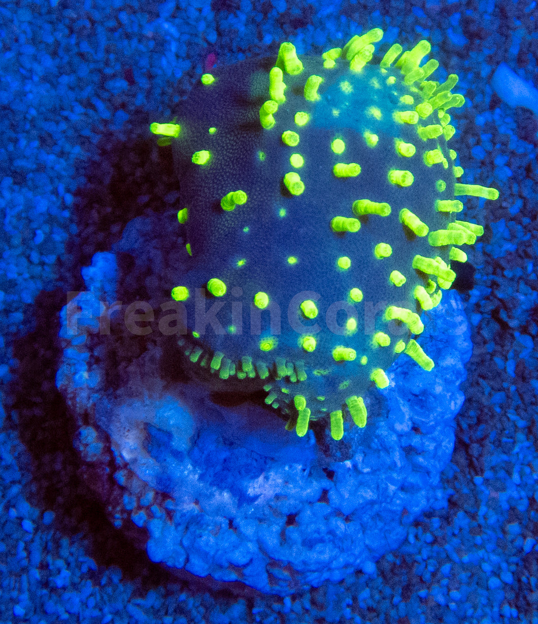 Fluor Green Long Polyp Sarcophyton