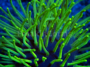 Fluor Green Long Polyp Sarcophyton