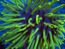 Load image into Gallery viewer, Fluor Green Long Polyp Sarcophyton