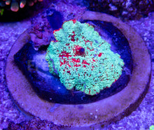 Load image into Gallery viewer, FK Snowman Baby Polyp Discosoma (Mother Coral displayed) FK478