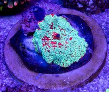 Load image into Gallery viewer, FK Snowman Discosoma (Mother Coral - 5 cm diameter) FK1816