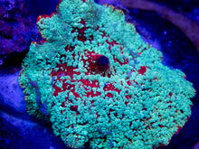 Carregar imagem no visualizador da galeria, FK Snowman Discosoma (Mother Coral - 5 cm diameter) FK1816