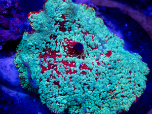 FK Snowman Discosoma (Mother Coral - 5 cm diameter) FK1816