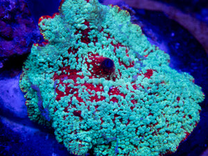 FK Snowman Baby Polyp Discosoma (Mother Coral displayed) FK478