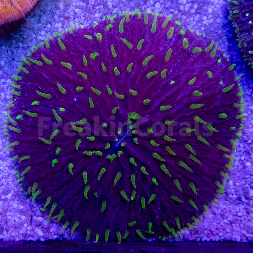 FK Purple Monster Fungia FK1250