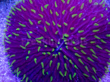 Load image into Gallery viewer, FK Purple Monster Fungia FK1250