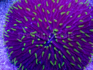 FK Purple Monster Fungia FK1250