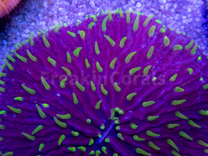 FK Purple Monster Fungia FK1250