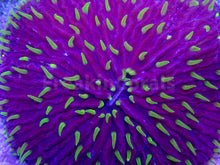 Load image into Gallery viewer, FK Purple Monster Fungia FK1250