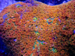 FK Rainbow Bernardopora Colony FK1385