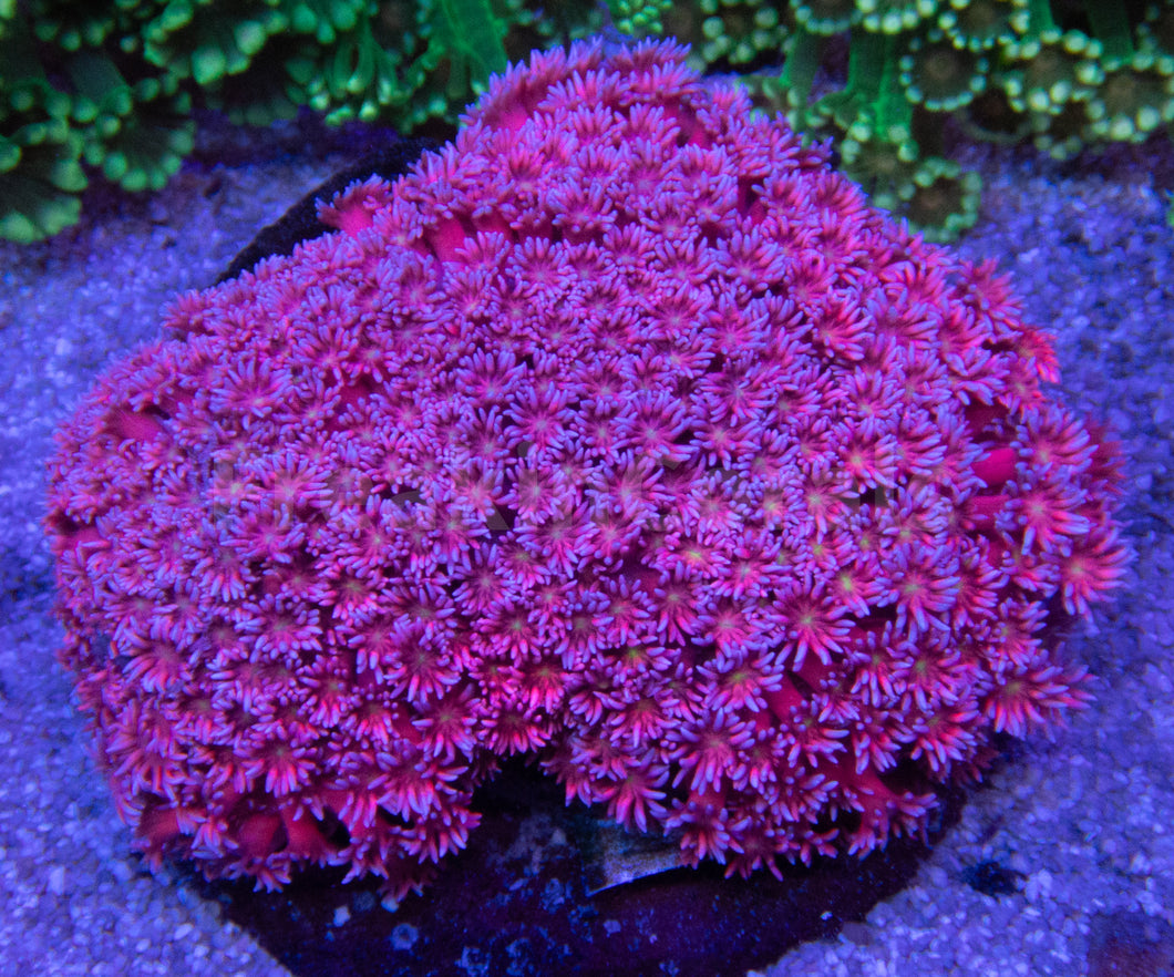 FK Purple & Red Fusion with Yellow Mouth Goniopora (Signature Coral) FK1359