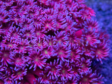 Load image into Gallery viewer, FK Purple &amp; Red Fusion with Yellow Mouth Goniopora (Signature Coral) FK1359