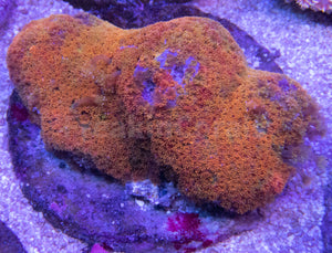 FK Rainbow Bernardopora Colony FK1385