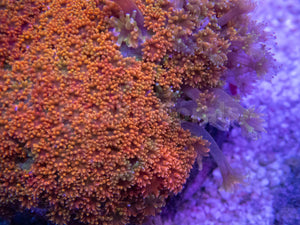 FK Rainbow Bernardopora Colony FK1385