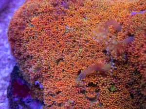 FK Rainbow Bernardopora Colony FK1385