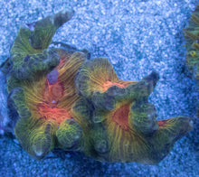 Load image into Gallery viewer, Pectinia &quot;Radiant Inferno&quot; Coral