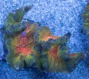 Pectinia "Radiant Inferno" Coral