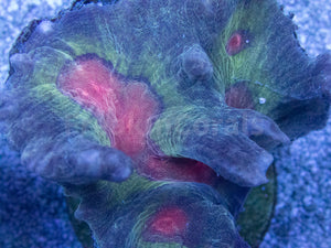 Pectinia "Radiant Inferno" Coral