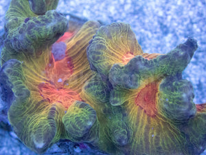 Pectinia "Radiant Inferno" Coral