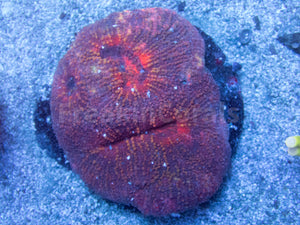 Lobophyllia "Crimson Ember" Coral