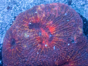 Lobophyllia "Crimson Ember" Coral