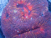 Carregar imagem no visualizador da galeria, Lobophyllia &quot;Crimson Ember&quot; Coral