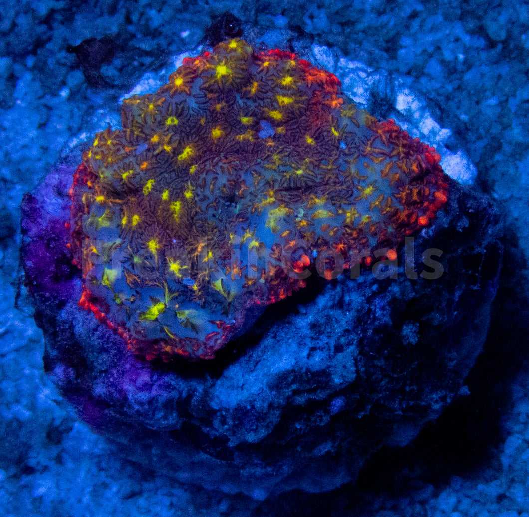 Maui Wowi Rhodactis (Collector Coral)