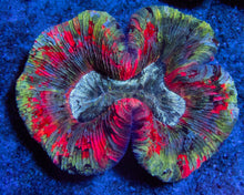 Load image into Gallery viewer, FK Rainbow Trachyphyllia (Mastergrade Color)