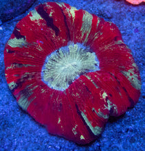 Load image into Gallery viewer, FK Red, White &amp; Purple Lashes Trachyphyllia (Ultra Color) FK859