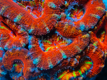 Load image into Gallery viewer, FK Rainbow Mouth Acanthastrea Lordhowensis FK 845
