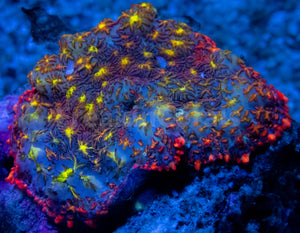 Maui Wowi Rhodactis (Collector Coral)