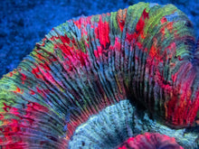 Load image into Gallery viewer, FK Rainbow Trachyphyllia (Mastergrade Color)