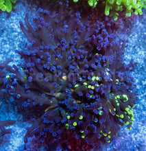 Carregar imagem no visualizador da galeria, Euphyllia &quot;Sunset Halo&quot; Paradivisa Coral