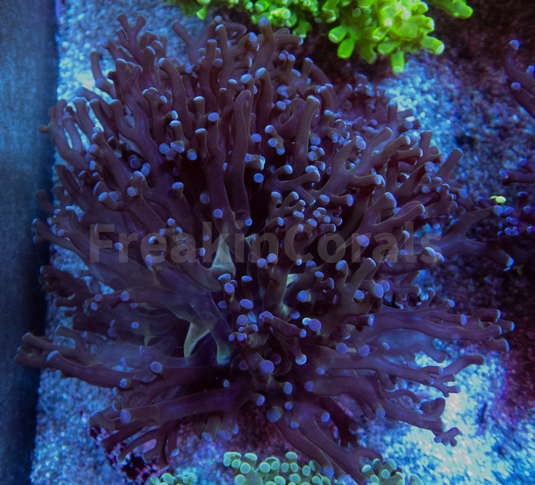 Euphyllia 