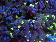 Carregar imagem no visualizador da galeria, Euphyllia &quot;Sunset Halo&quot; Paradivisa Coral