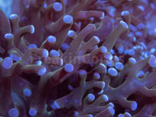 Load image into Gallery viewer, Euphyllia &quot;Lavender Twilight&quot; Paradivisa Coral