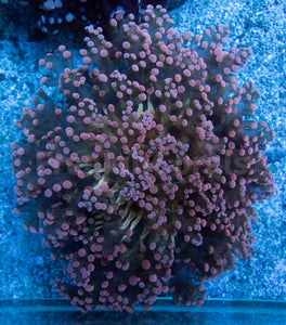 Euphyllia "Rose Aurora" Yaeyamaensis Coral