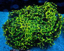 Load image into Gallery viewer, Euphyllia &quot;Solar Bloom&quot; Ancora Coral