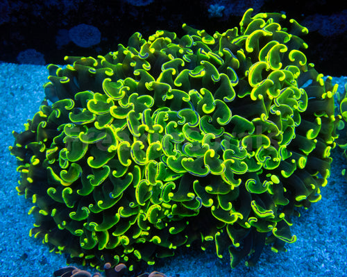 Euphyllia 