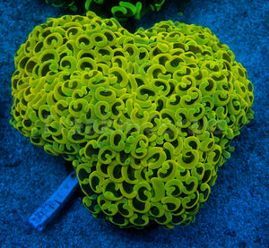 Euphyllia "Solar Flare" Ancora Coral