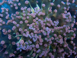 Euphyllia "Rose Aurora" Yaeyamaensis Coral