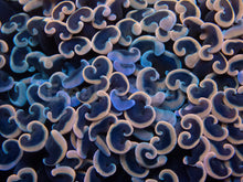 Load image into Gallery viewer, Euphyllia &quot;Sunset Blush&quot; Ancora Coral