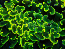 Load image into Gallery viewer, Euphyllia &quot;Solar Bloom&quot; Ancora Coral