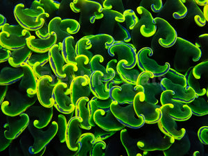 Euphyllia "Solar Bloom" Ancora Coral