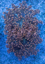 Carregar imagem no visualizador da galeria, Euphyllia &quot;Citrus Glow&quot; Paradivisa Coral