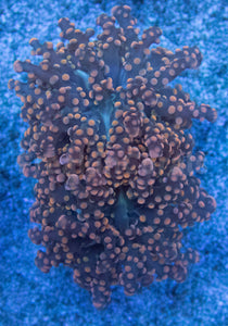 Euphyllia "Citrus Glow" Paradivisa Coral