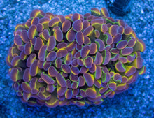 Carregar imagem no visualizador da galeria, Euphyllia &quot;Hologram&quot; Paraancora Coral