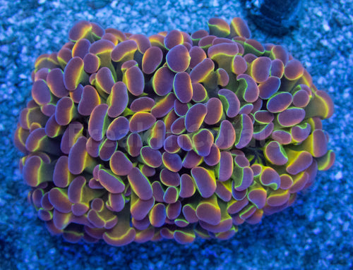 Euphyllia 