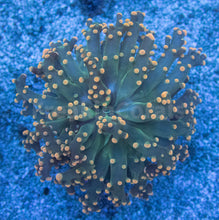 Carregar imagem no visualizador da galeria, Euphyllia &quot;Citrus Glow&quot; Paradivisa Coral